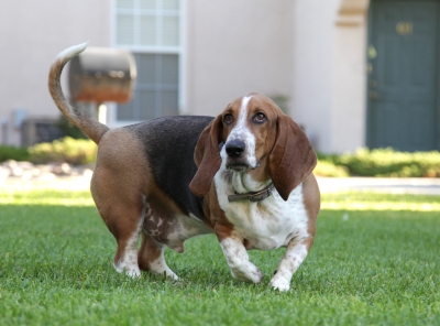 Dog chasing tail