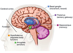 The Cortex And The Amygdala